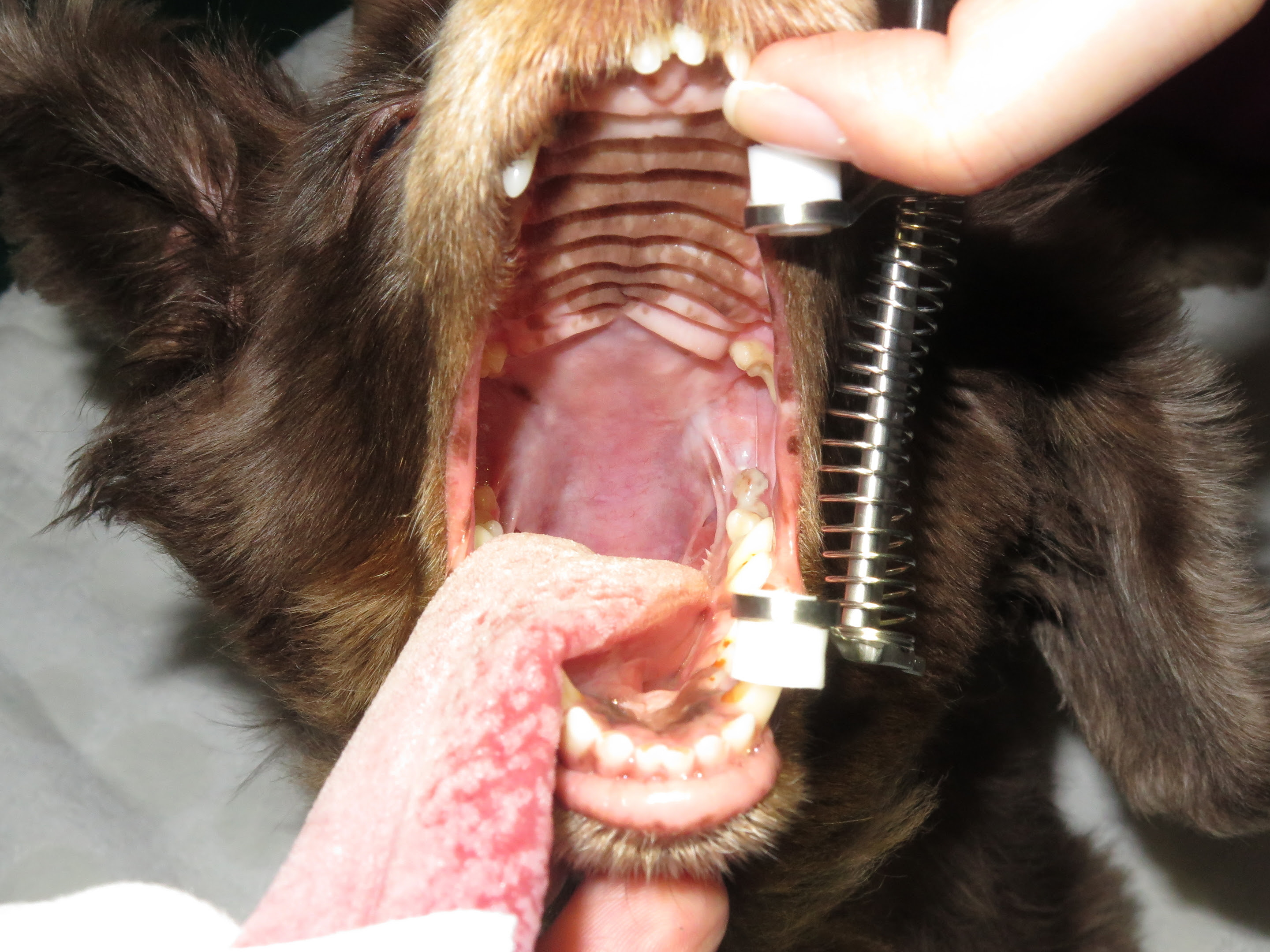 悪性メラノーマ 口腔内 偶然発見 藤沢の辻堂駅にあるりほの動物病院の症例ブログです