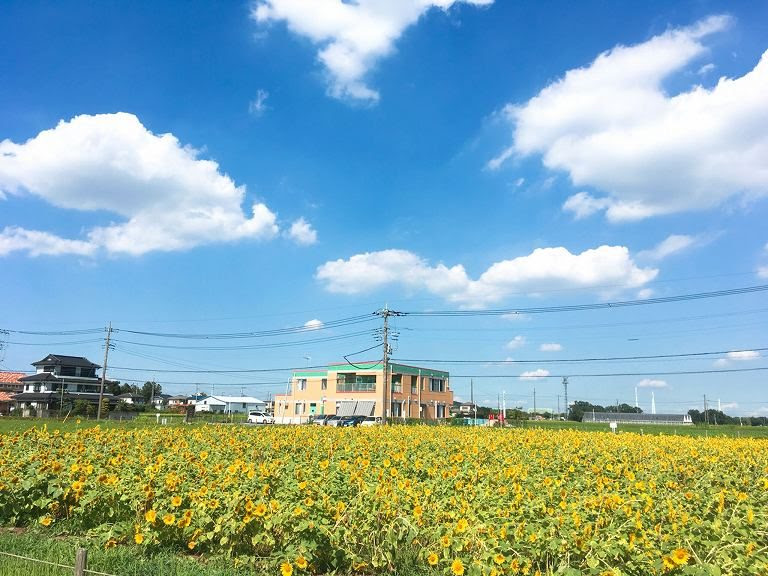 埼玉屈指のヒマワリ畑 川越 伊佐沼東岸花畑の見どころ アクセス情報 そうだ埼玉 Com