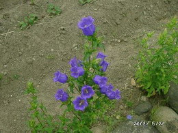 7月10日の誕生花と花言葉 ツリガネソウ 釣鐘草 の特徴 激安情報満載 楽天市場店 楽天コミュニティblog 楽天ブログ