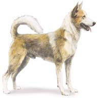 picture of Canaan dog