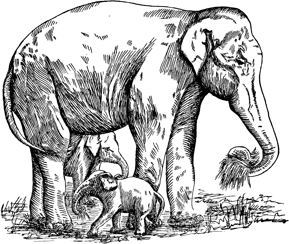 Free Elephant Coloring Pages