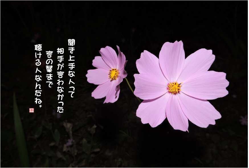 No 477 夜の秋桜 花言葉 愛情 少女の純潔 真心 調和 なおかつ フォトエッセイ
