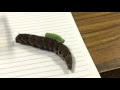 √無料でダウンロード！ ベニスズメ 幼虫 106871-ベニスズメ 幼虫 蛇