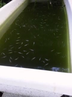 青水から新水 メダカ日誌