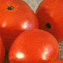 tomato plant