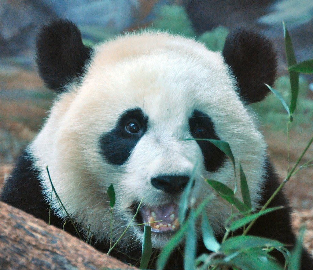 someone gettiing his new teethies DSC_1888