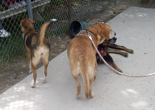 HarperSophieLola_dogpark_42912
