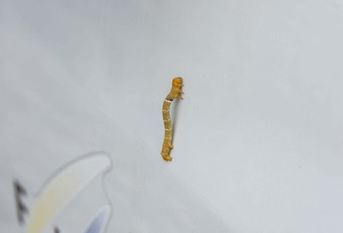 バラにつく害虫シャクトリムシの駆除方法について 生き物navi