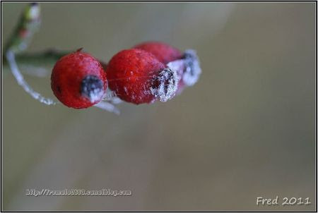 IMG_2431-signée