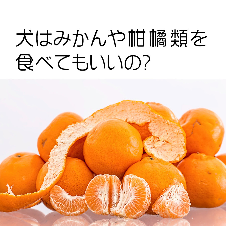 犬はみかんや柑橘類を食べてもいいの 与えるときの注意点は