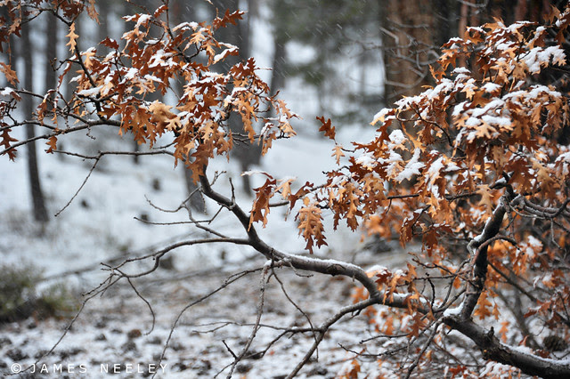 DOF 3