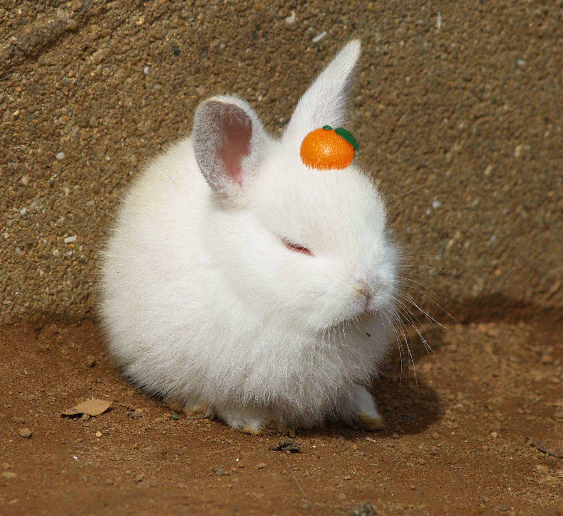 かわいい画像ください うさぎにみかん