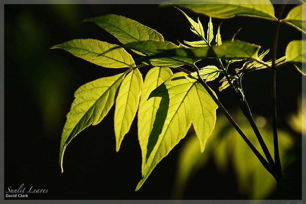 Bright green leaves lit by the setting sun, with many shadows.