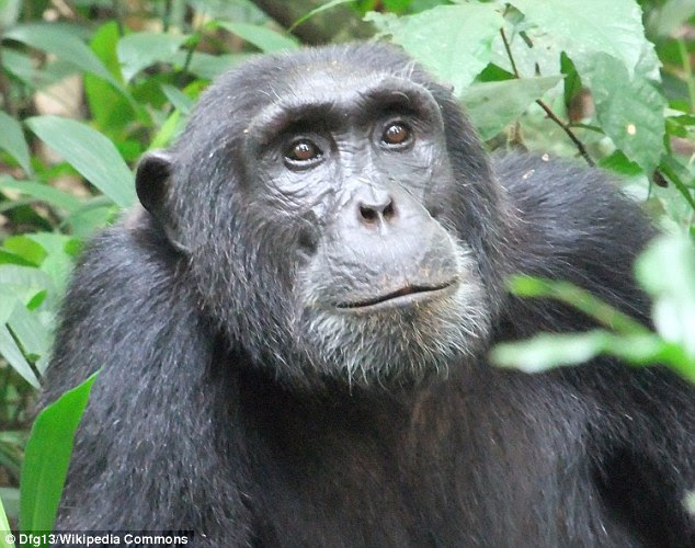 Adult chimps, like this one, tended to wait for younger chimps to cross and checked they got over safely