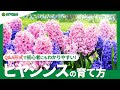 ヒヤシンス 花 季節 248476-ヒヤシンス 花 季節