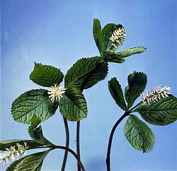 ヒトリシズカ ひとりしずか 一人静 の花言葉 花言葉事典