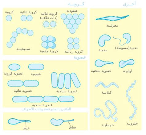 filebacterial morphology diagrampng wikimedia commons