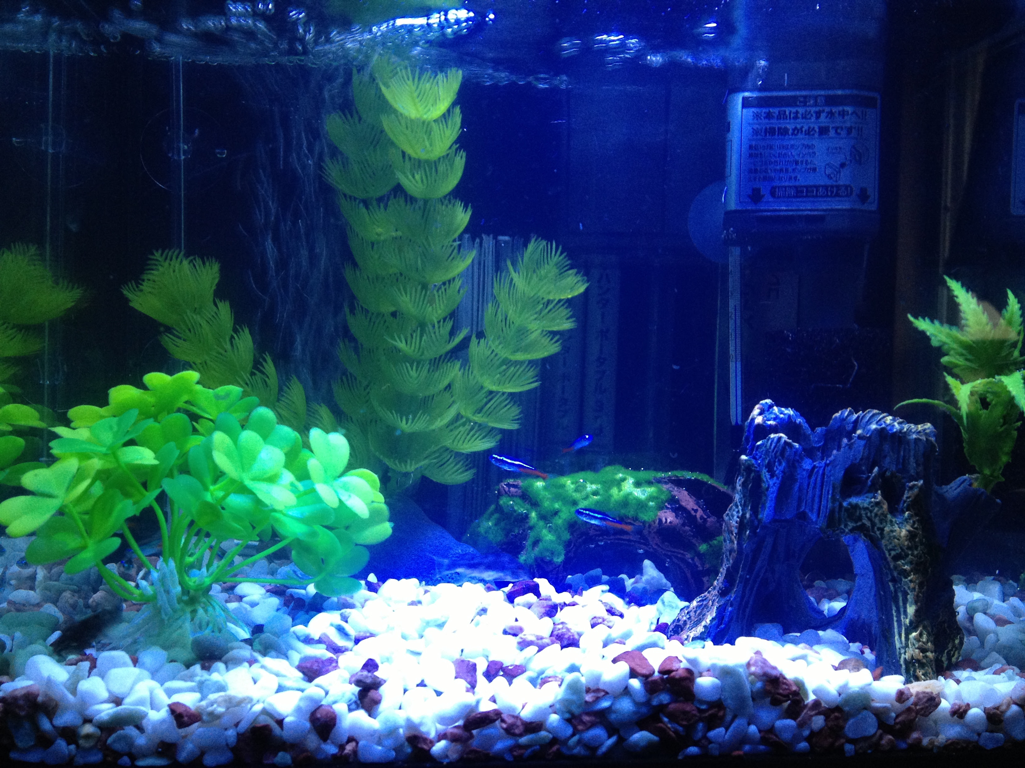 初めて立ち上げた８リットル小型水槽