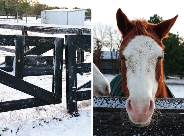 fencehorse2
