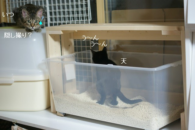 猫と暮らす工夫 トラ猫まみれ