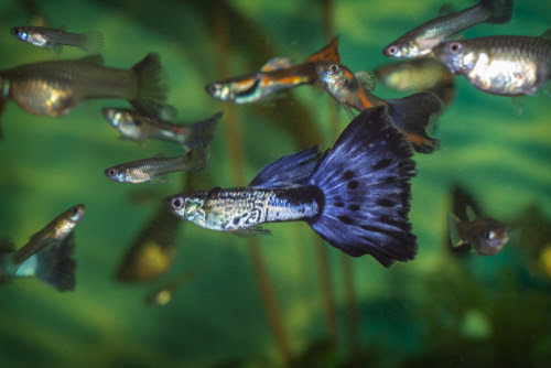 グッピーの稚魚の色が変化しだす時期は 熱帯魚 淡水魚 海水魚の図鑑