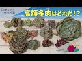 √1000以上 多肉植物 高価 301274-多肉植物 高価 盗難