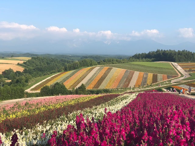 【車遊．北海道】北海道賞花時間表 觀賞季節推薦
