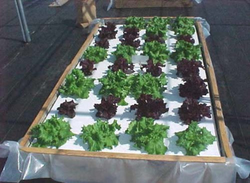 Hydroponics – Small Scale | Walter Reeves: The Georgia Gardener