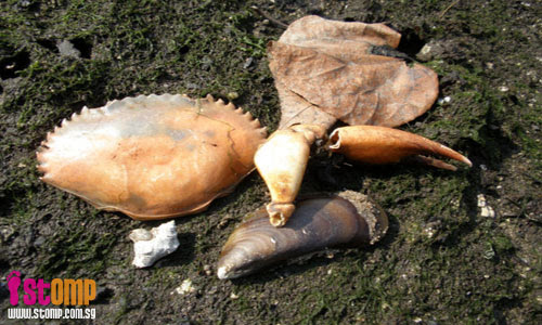 Dead fish at Kranji beach: Poisoned by polluted waters?