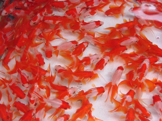 いらっしゃいませ 元気な琉金はいかがでしょうか 伊藤の金魚係日記