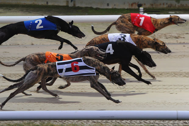 ... Greyhound Racing Australian Greyhound Racing News Tips Betting .html