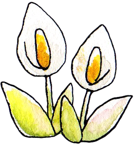 水芭蕉のイラスト かわいいフリー素材が無料のイラストレイン