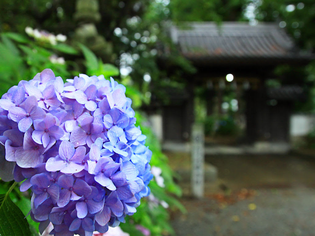 壁紙 あじさい 新宮八幡神社 Xga1024 768デスクトップ無料壁紙 兵庫と神戸の写真ブログ