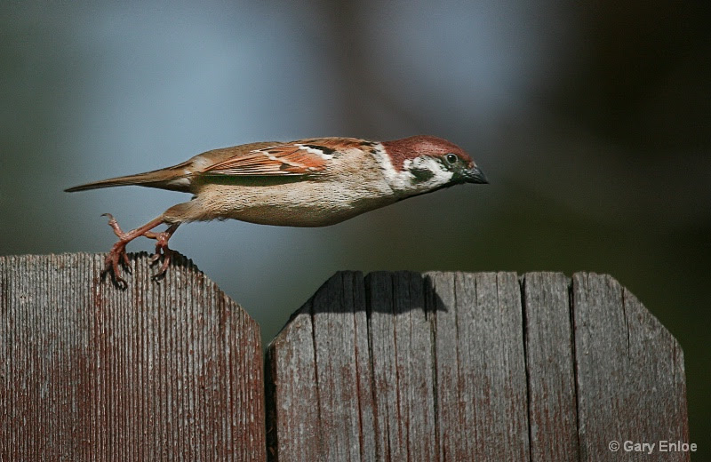 sparrow, take off, funny, rg443, 