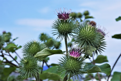 ごぼうの部位 皮 花 葉っぱ 断面 茎 を画像付きで紹介 ごぼうの花言葉は何 お役立ち 季節の耳より情報局