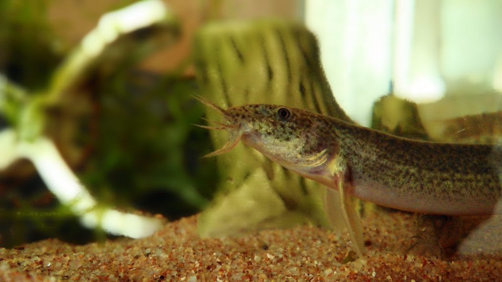 ドジョウの種類や飼い方 餌や混泳 トラブルと対策まで詳しく紹介