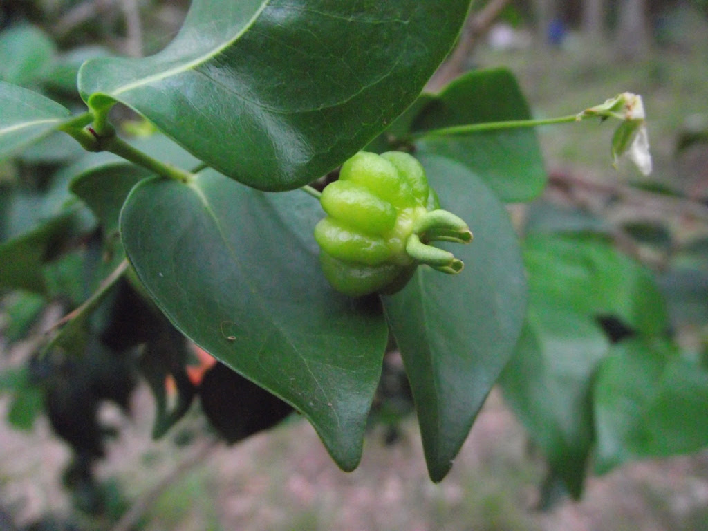 Forum: Tropical Fruit Trees Successfuly Grown In Sydney ...