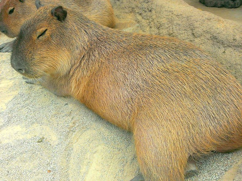 動物好き必見 カピバラに触れる 神戸どうぶつ王国 で癒やされよう 兵庫県 トラベルjp 旅行ガイド