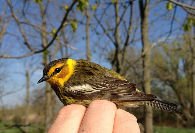 Male Cape May Warbler