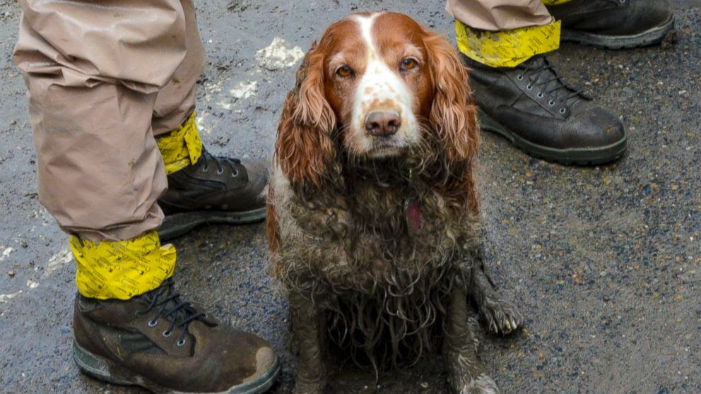 PHOTO: In this March 27, 2014 photo, a search dog waits to be washed by the feet of Washington National Guardsmen after working the debris field created by the mudslide near Oso, Wash.