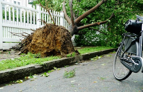 Irene, Toppled Tree