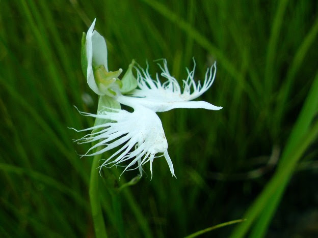 サギソウの花言葉は 夢でもあなたを想う 写真共有サイト フォト蔵