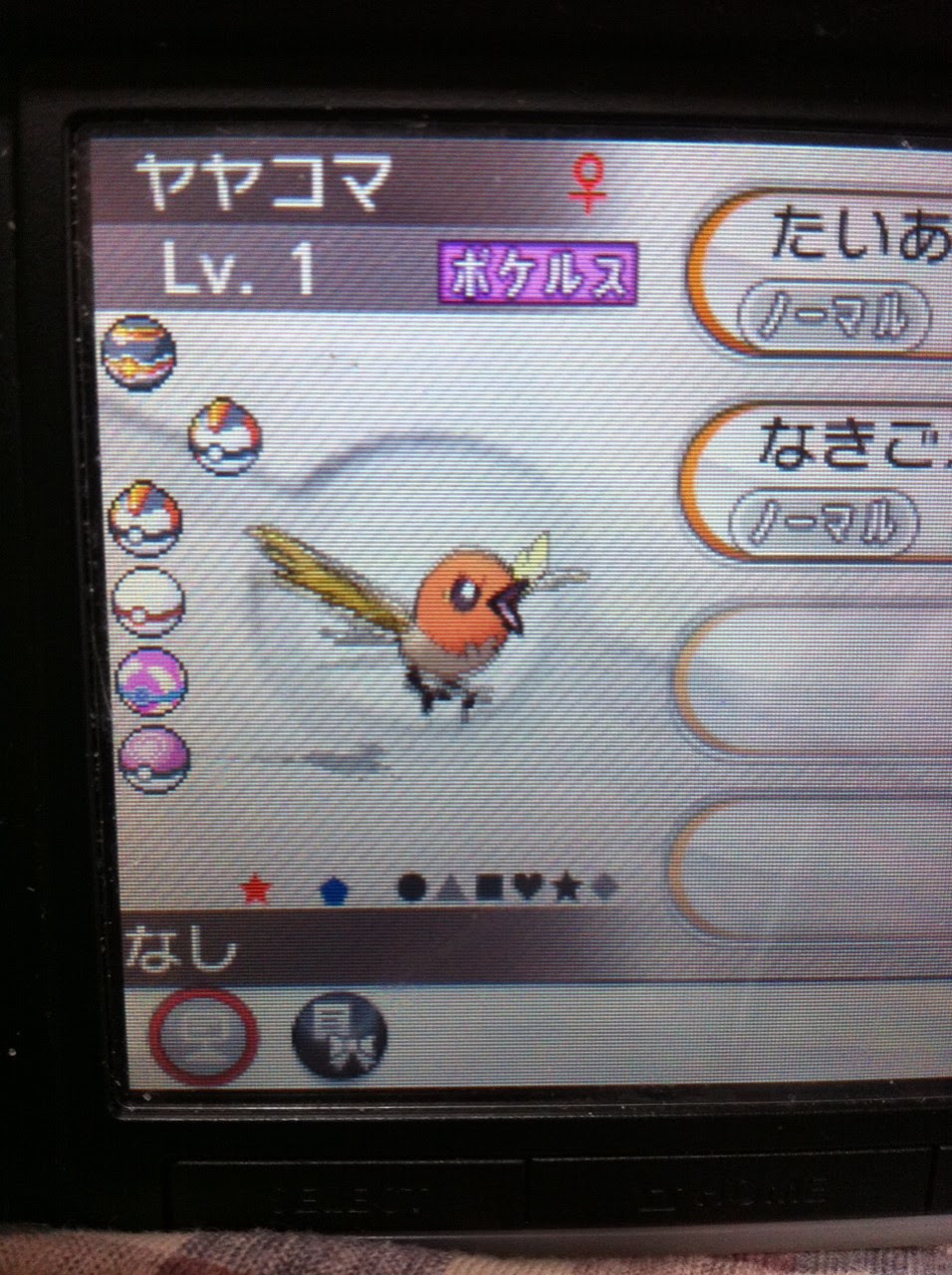 色違いに釘付け ヤヤコマ Xy A