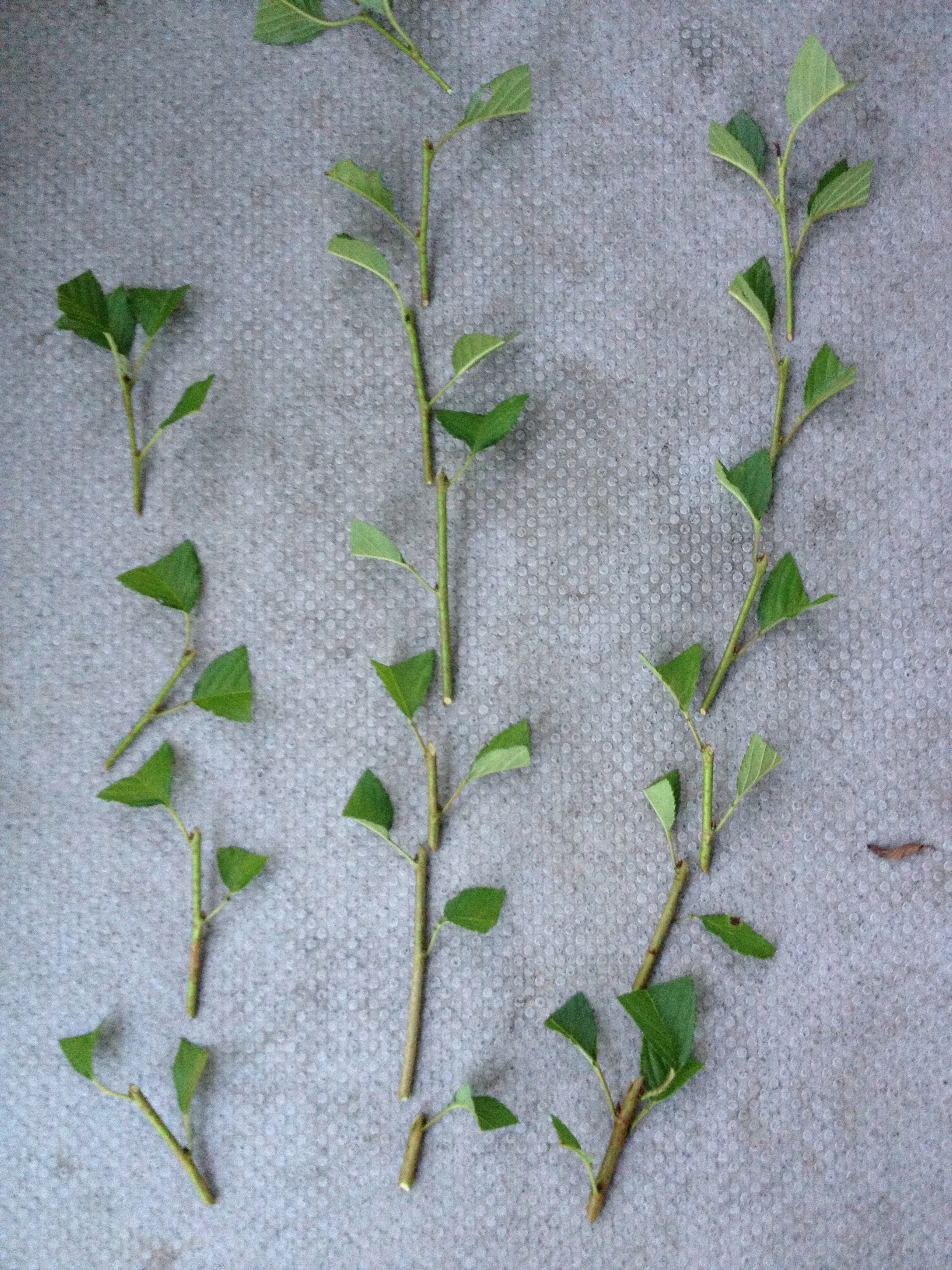 桜 ソメイヨシノ を挿し木してみた その１ Plants