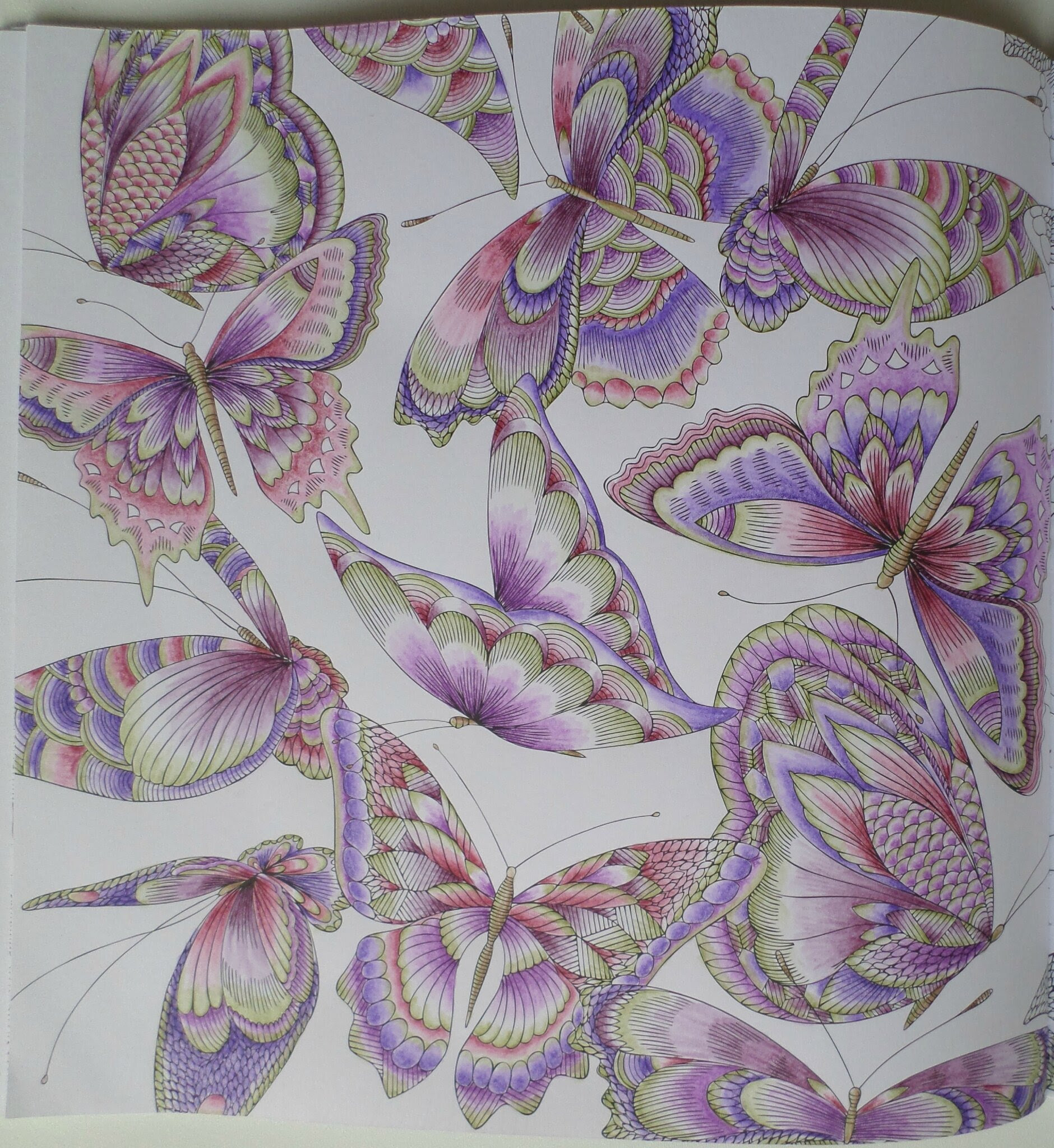 Coloriage de Grand Papillons