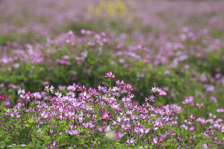 蓮華草 レンゲソウ 四季の山野草 春