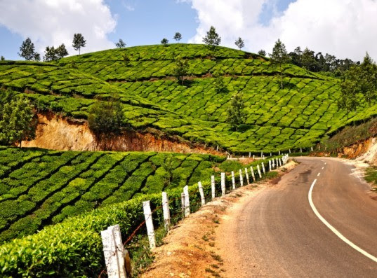 india, trees, pollution, climate, change, youth, unemployment, highways, government, 