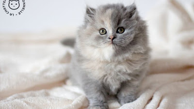 British Longhair Cat Adoption