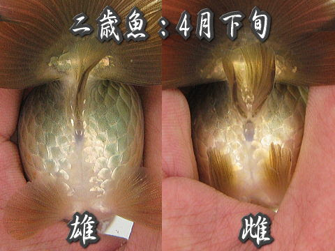 土佐錦魚の雌雄の見分け方