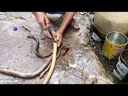 Populer Cara Mudah Dan Cepat Mengolah Belut, Paling Seru!